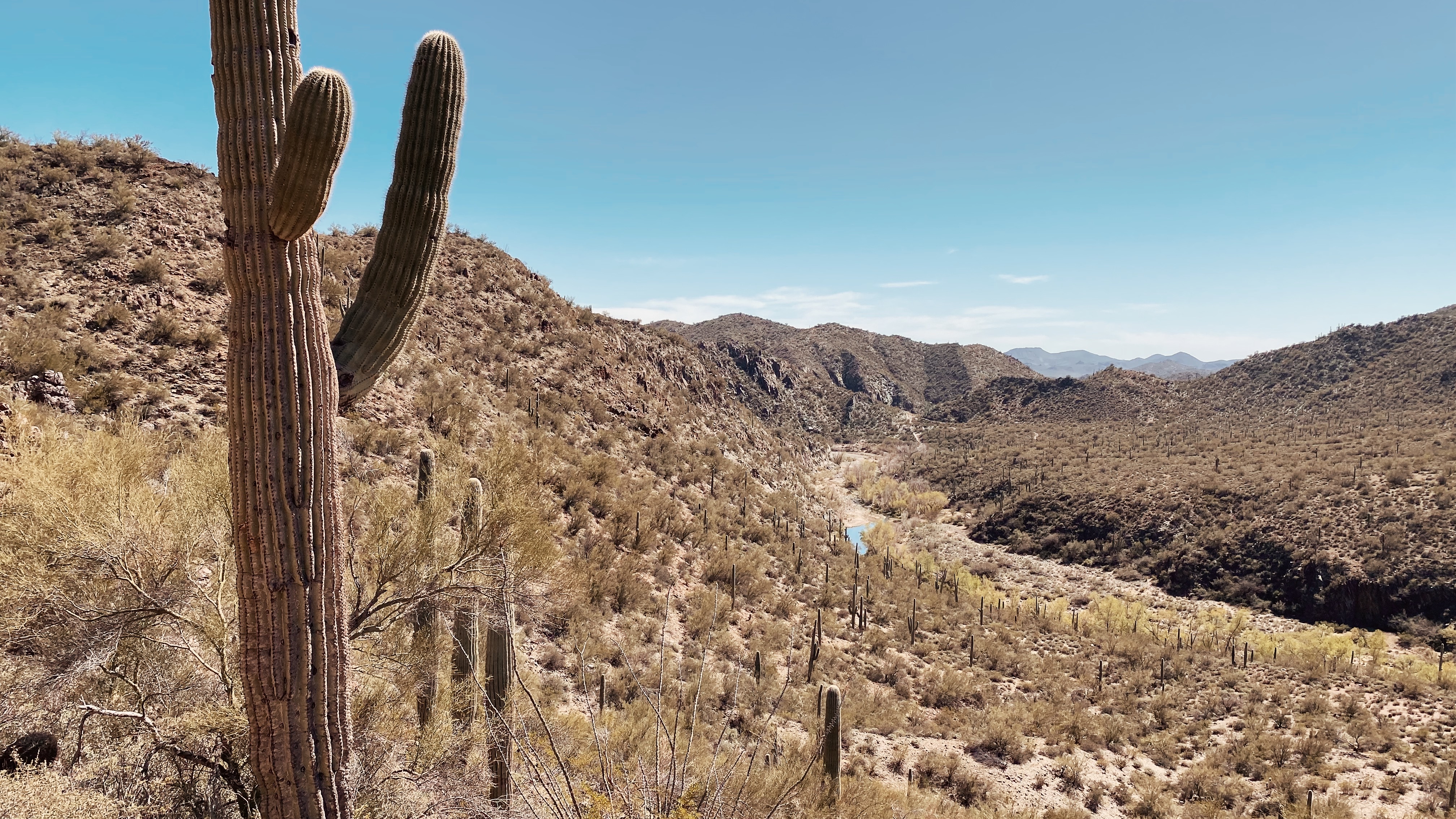 Cactus in New Mexico