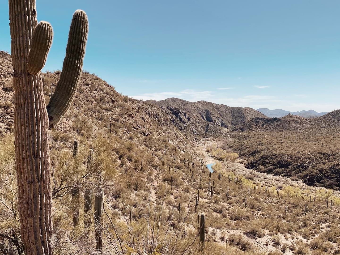 Cactus in New Mexico